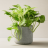 Pothos